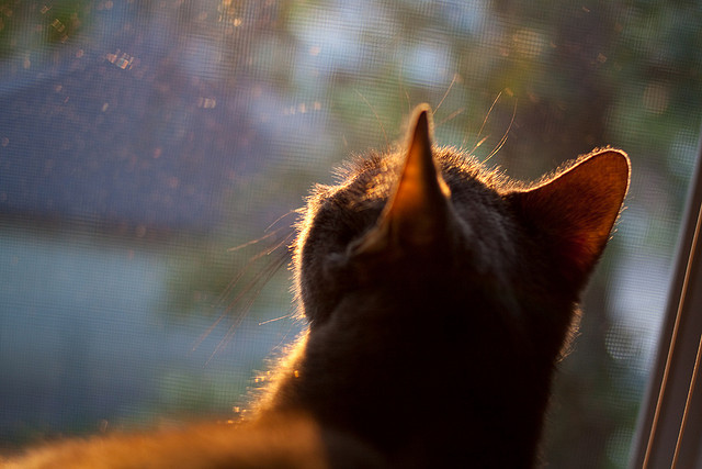 青训课程设计缺少个性化发展，青训课程设计缺少个性化发展的原因