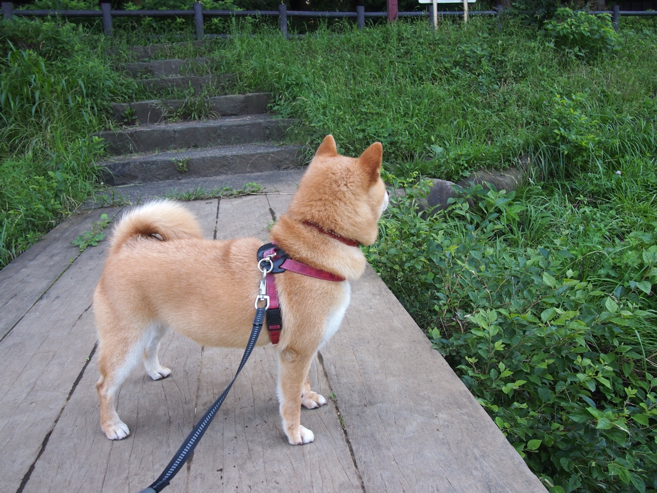 中国足球联赛比赛规则优化提高赛事观赏性,中国足球协会关于足球竞赛规则