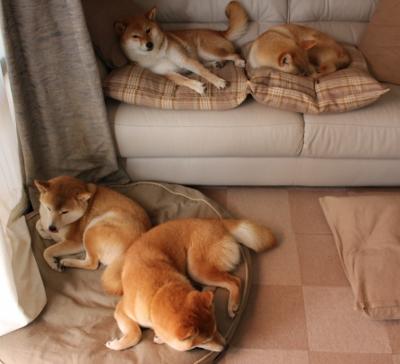 公牛宣布调整首发优化进攻端输出，公牛online