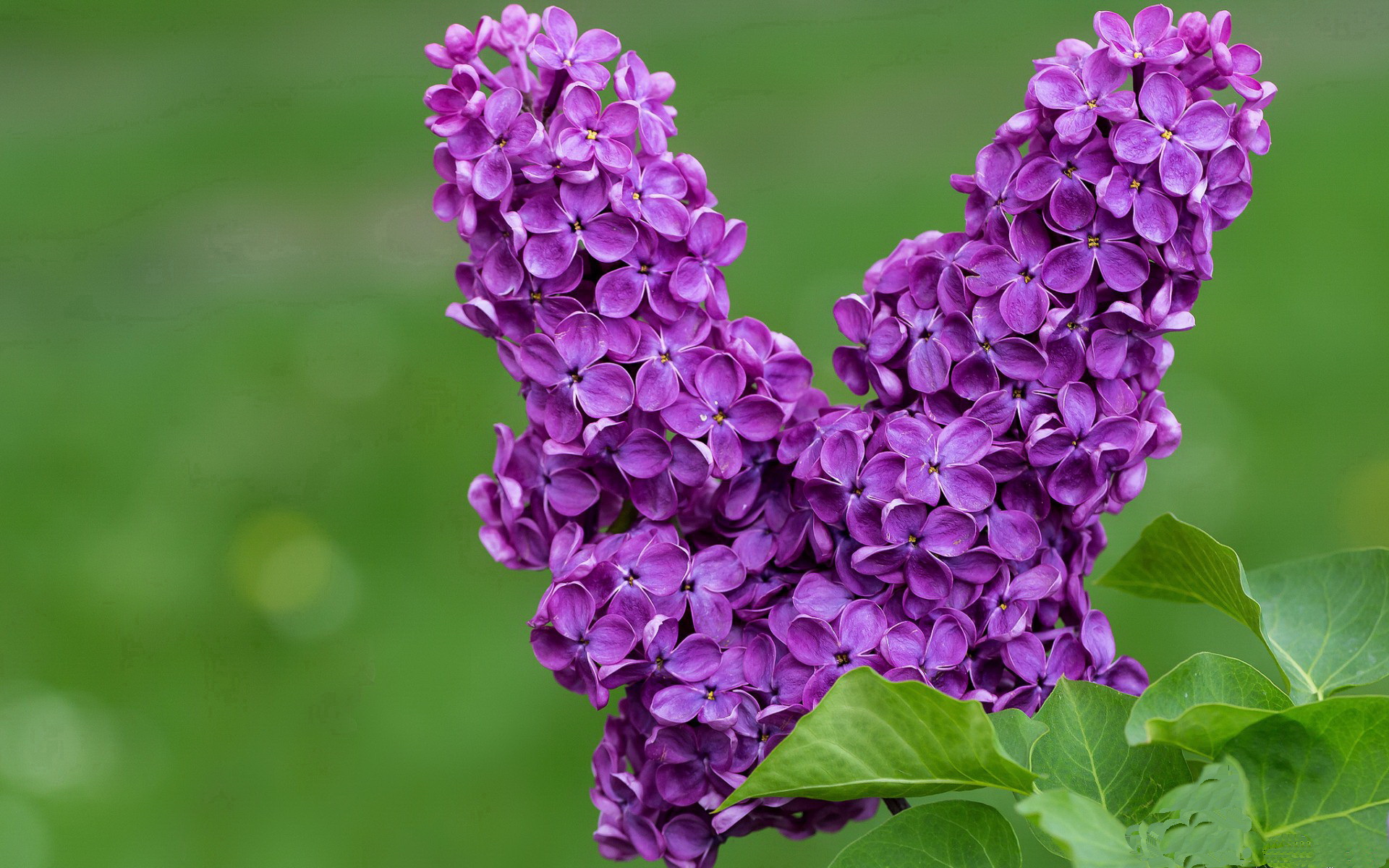 开云kaiyun-凯蒂·莱德基800米自由泳决赛表现惊艳，莱德基自由泳 水下视频