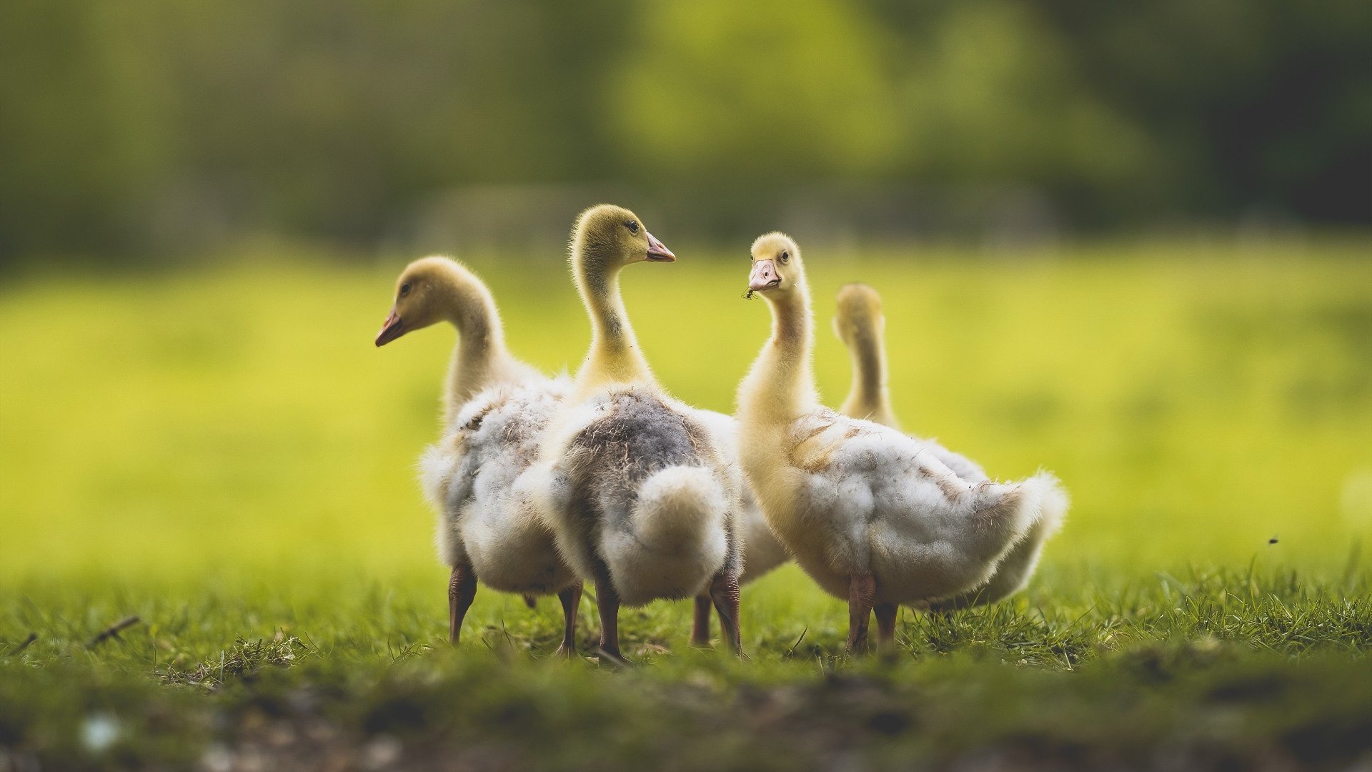 开云·Kaiyun网页版-阿森纳争夺欧洲赛场席位，目标高远